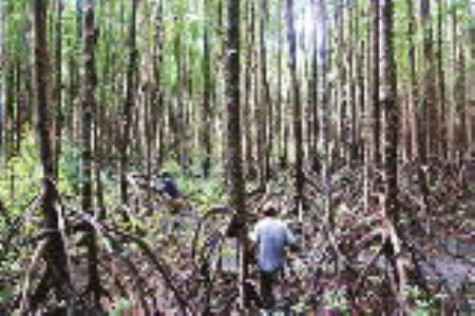 Sức sống dưới tán rừng