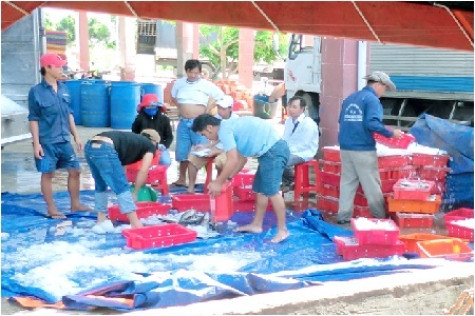 Yên tâm bám biển với “tàu 67”