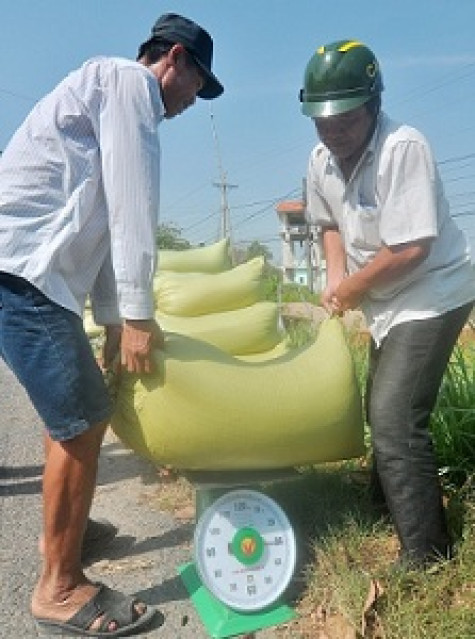 Sản xuất theo quy trình IPM, lợi nhuận tăng thêm 6,1 triệu đồng/ha