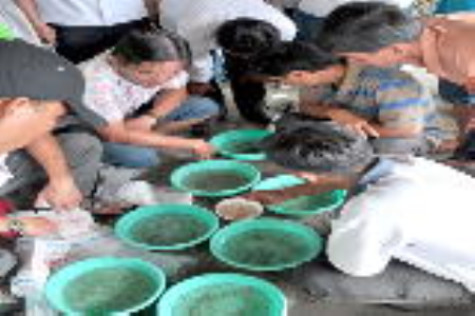 Kiểm dịch tôm giống còn nhiều bất cập