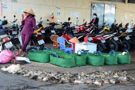 Tăng cường các biện pháp ngăn chặn vi-rút cúm gia cầm A/H7N9 và các chủng vi-rút cúm khác xâm nhiễm vào Việt Nam