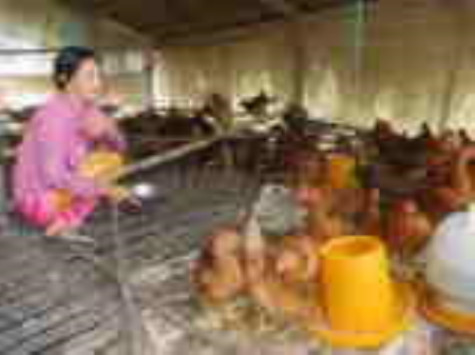 Gà thương phẩm nghẽn đầu ra