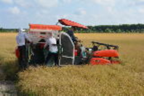 Năng suất vụ lúa đông xuân đạt 5,14 tấn/ha