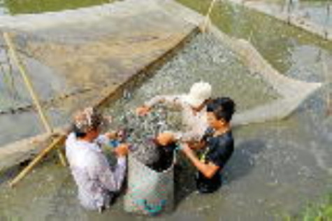 Thương lái ngưng thu mua cá kèo