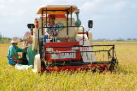 Sản lượng vụ lúa đông xuân trên 189 ngàn tấn