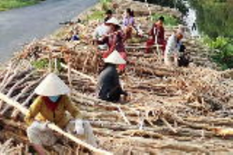 Cải thiện thu nhập từ róc vỏ tràm