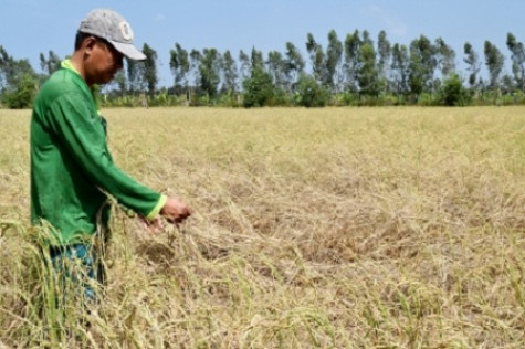 Năm nay tình hình xâm mặn sẽ giảm
