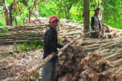 “Trái ngọt” xứ tràm