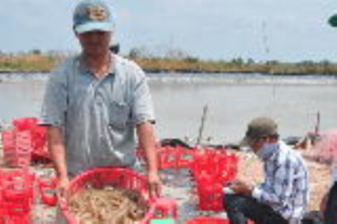 Diện tích nuôi tôm công nghiệp tăng