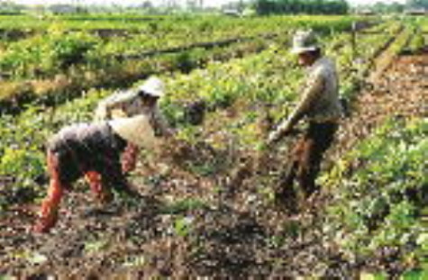 Trăn trở vùng đất than bùn