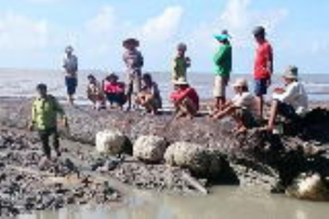 Phát hiện cây dầu khoảng 200 năm tuổi