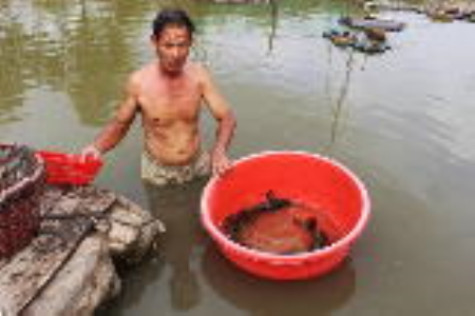 Cá bống mú nuôi dễ, lời cao
