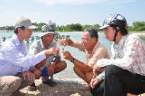 Chăm sóc tôm nuôi trong điều kiện mưa trái mùa