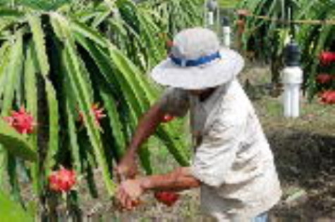 Người dân cần chủ động kê khai đăng ký sản xuất