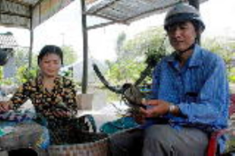 Giúp người dân tổ chức lại sản xuất