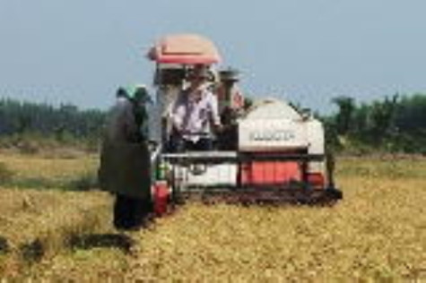 113 ha lúa vụ 3 bị thiệt hại trắng
