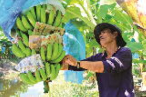 Tìm giải pháp đẩy mạnh trồng rừng thay thế