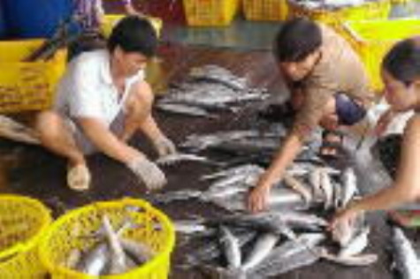 Giá cá thu lại giảm sâu