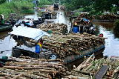 Nhiều bất cập trong quản lý, sử dụng đất lâm nghiệp