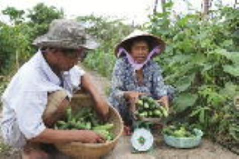 Hỗ trợ kỹ thuật canh tác rau an toàn cho nông dân