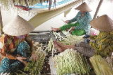 Hướng mở cho cây bồn bồn