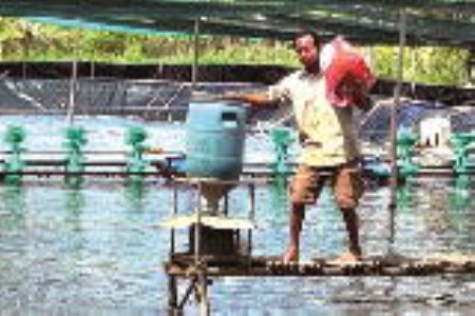 Phát triển mô hình nuôi tôm công nghệ cao