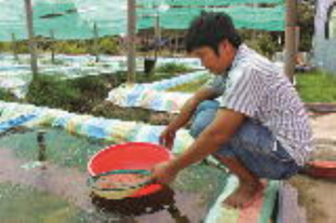 Thu nhập cao nhờ ươm dèo cua giống