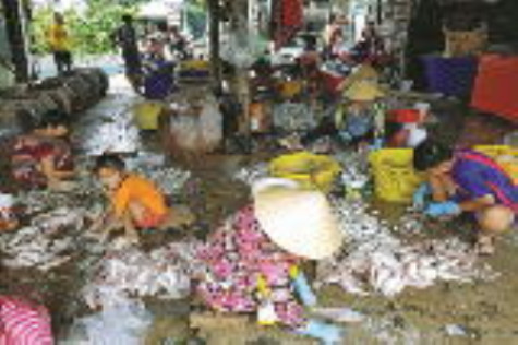 Nhộn nhịp làng cá khô Sông Đốc