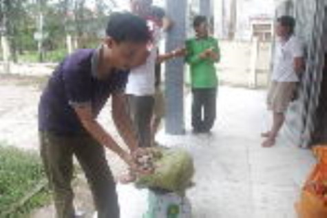 Nghêu thịt tại Đất Mũi lại tiếp tục bị khai thác trái phép
