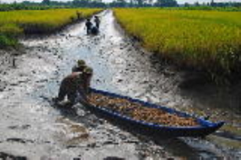 "Sốt" con giống mùa tôm nước lợ