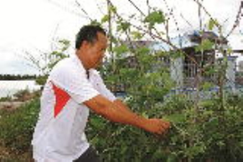 Tỷ phú nông dân Trần Văn Đảm
