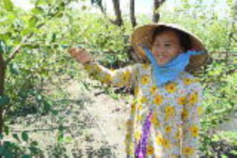 Ổn định thu nhập nhờ cây táo