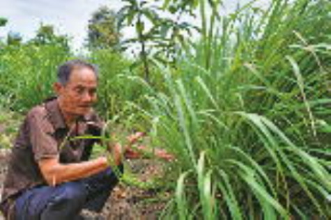 Tìm đâu đầu ra cho cây sả?
