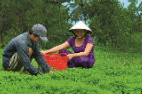Luống ngò om bạc triệu