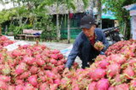 Thanh long giá rẻ xuống đường