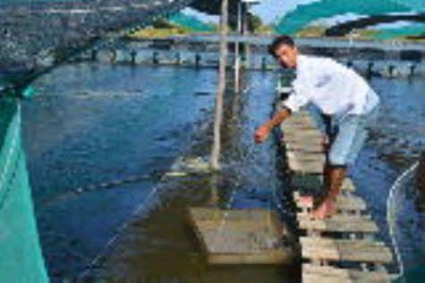 Còn lắm thách thức trong liên kết chuỗi giá trị sản xuất tôm