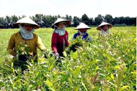 Tỷ lệ đất rừng che phủ cả nước chỉ hơn 41%