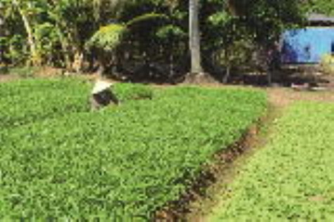 Báo động tình trạng lạm dụng thuốc bảo vệ thực vật