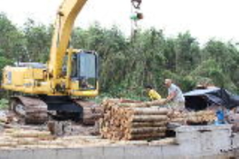 Giá keo lai tăng trở lại