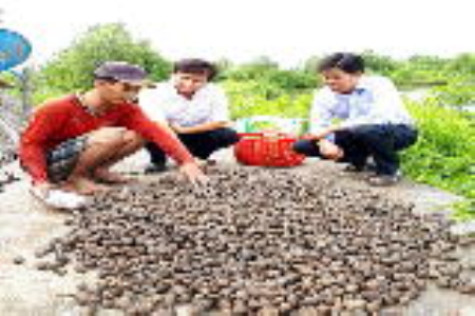 Lợi kép từ nuôi tôm kết hợp sò huyết