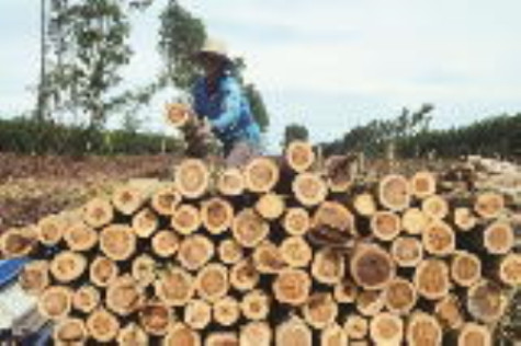 Xây dựng chợ gỗ để nâng cao giá cây keo lai