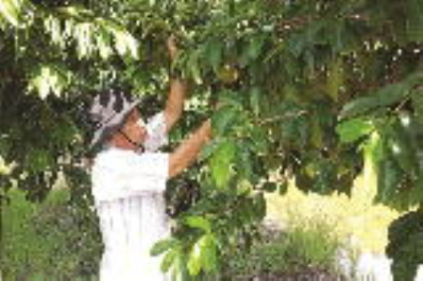 Trái ngọt trên vùng mặn