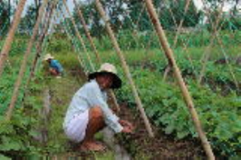 Có một “vành đai xanh” thị trấn