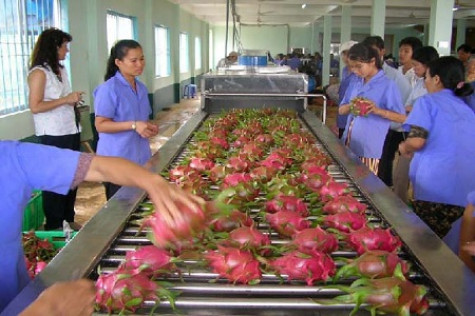 Thanh long Việt Nam bắt đầu chinh phục thị trường Australia