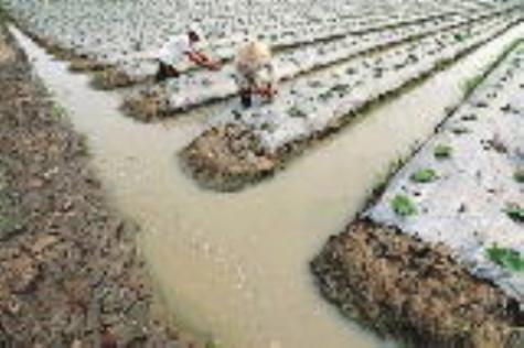 Trồng màu đa canh an toàn