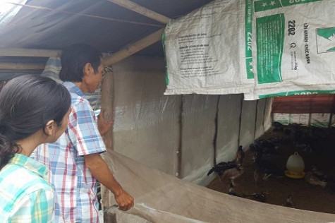 Nuôi gà nòi lai an toàn sinh học