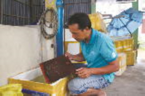 Thành công từ nghề ương cá bột