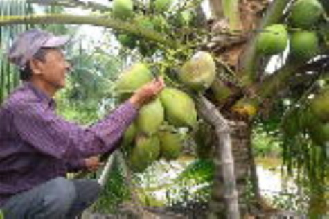 Khôi phục vườn dừa trên đất mặn