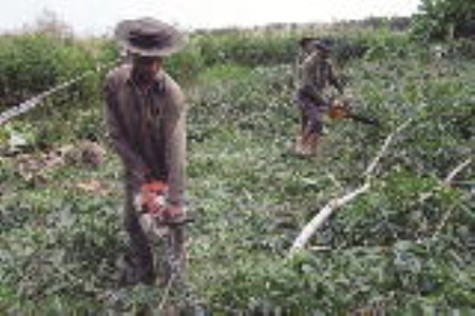 Đa dạng hoá sản phẩm để nâng giá trị cây keo lai