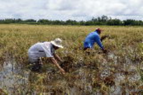 Sớm hỗ trợ thiệt hại vụ lúa hè thu